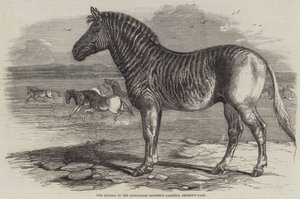 A Quagga az Állattani Társaság kertjében, a Regent